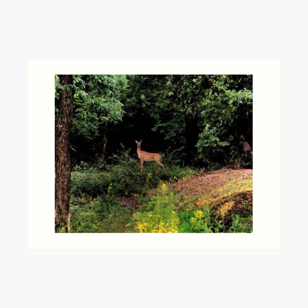 Doe in the evening Art Print