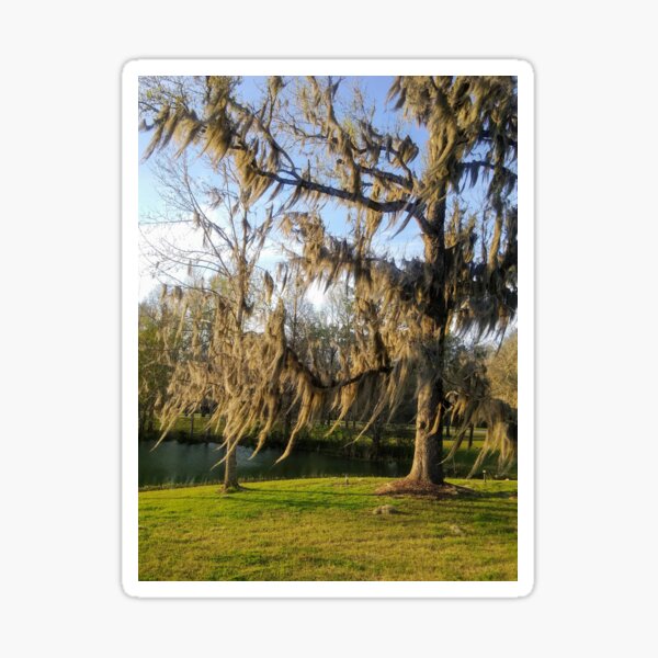Item preview, Breezy Spanish Moss designed and sold by EnticingRose.