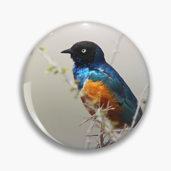 Item preview, Superb Starling, Kenya  designed and sold by Carole-Anne.