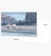 Trumpeters on Swan Lake Postcards