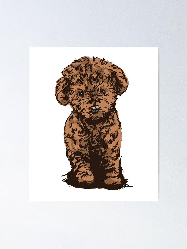 Pedigree poodle 2024