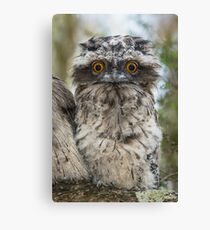 Froglet. Canvas Print