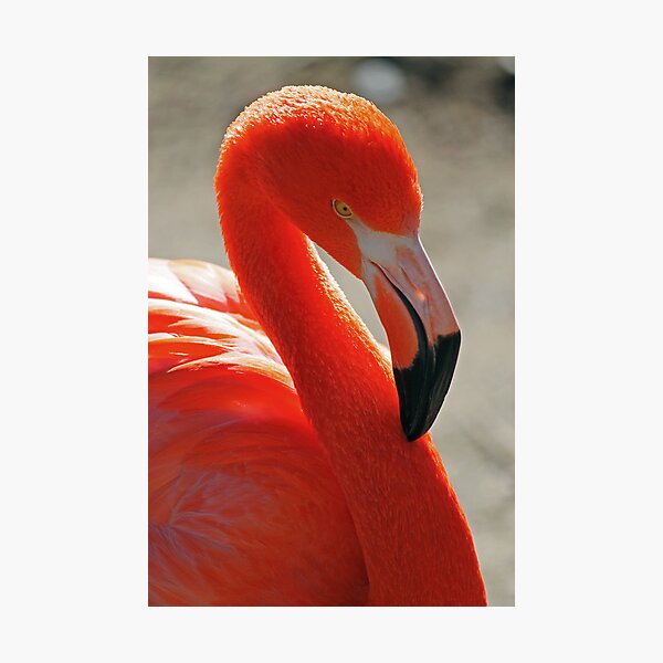 Flamingo Photographic Prints Redbubble - flamingo roblox photographic prints redbubble