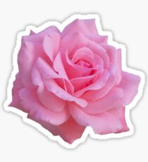 Pink rose Sticker