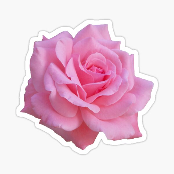 Pink rose Sticker