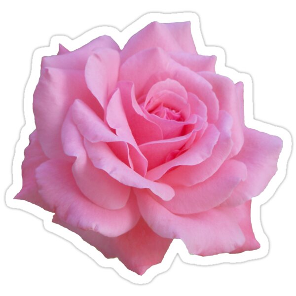  Pink  rose  Stickers  by ghjura Redbubble