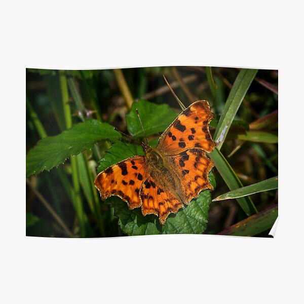 Comma Butterfly Poster