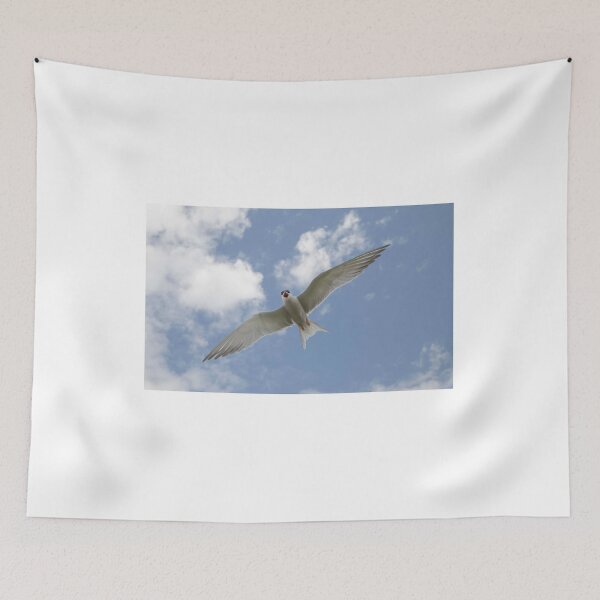 Item preview, Arctic Tern, Farne Islands designed and sold by Richard Greenwood.