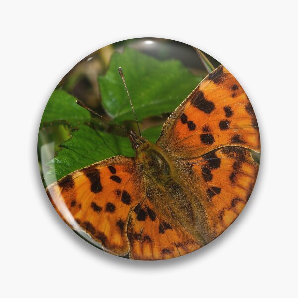 Comma Butterfly Pin