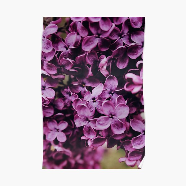 WUNDERBLUMEN Poster