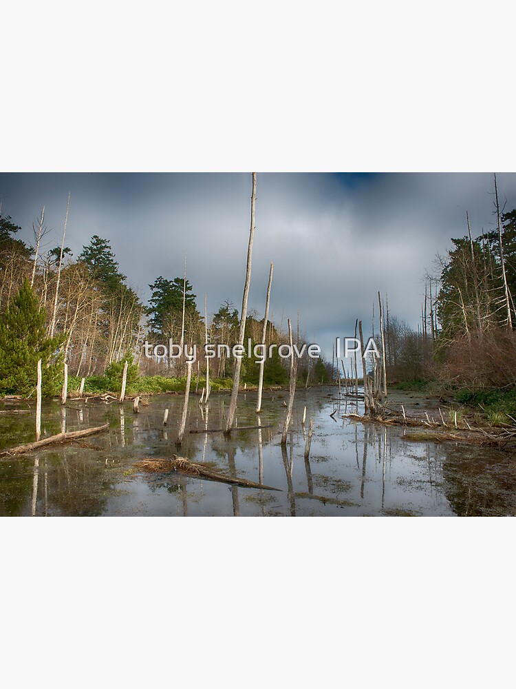 The Swamp on Cabbage Island by tobysnelgrove