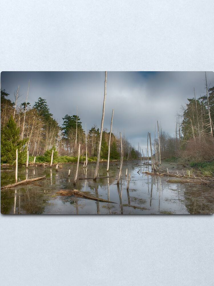 Alternate view of The Swamp on Cabbage Island Metal Print