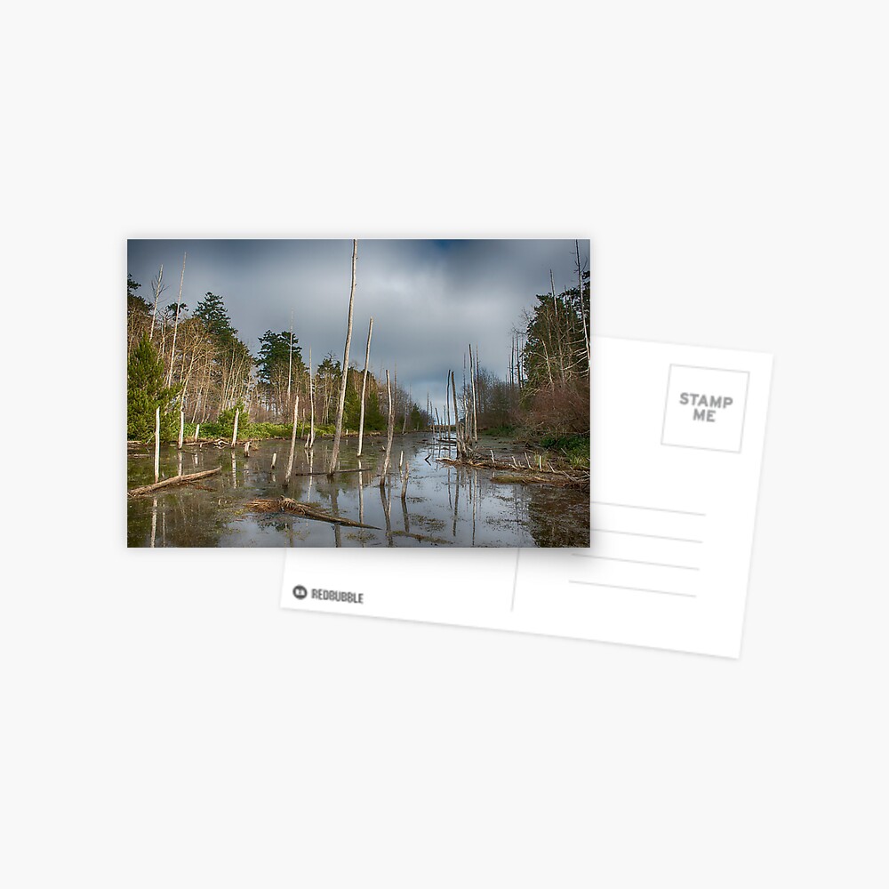 The Swamp on Cabbage Island Postcard