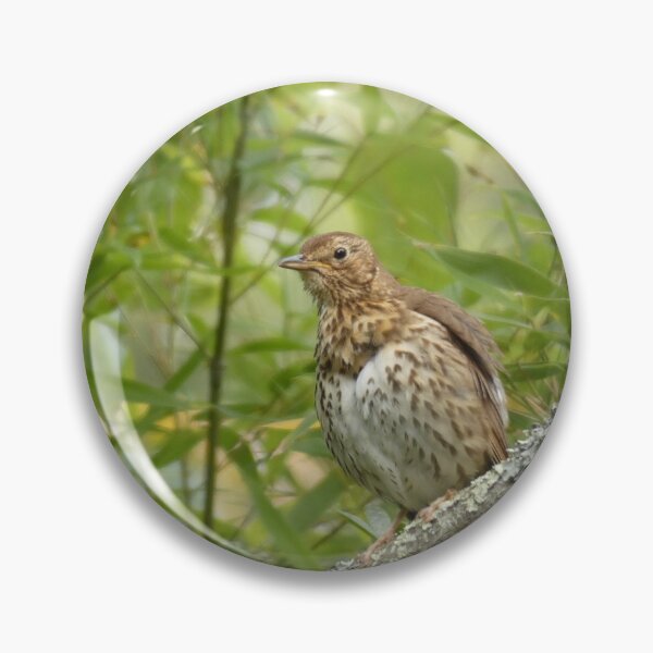 Item preview, Thrush in the trees designed and sold by C Rose.