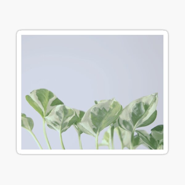 02leaves Plantspattern Sticker For Sale By Escapz Redbubble