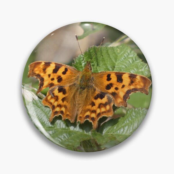 Comma Butterfly Pin