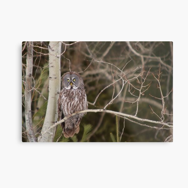 Great Grey Owl Gifts & Merchandise | Redbubble