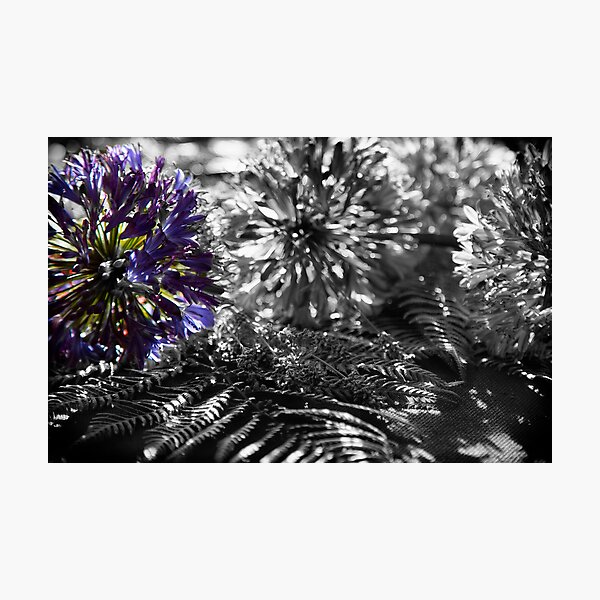 Agapanthus africanus Photographic Print