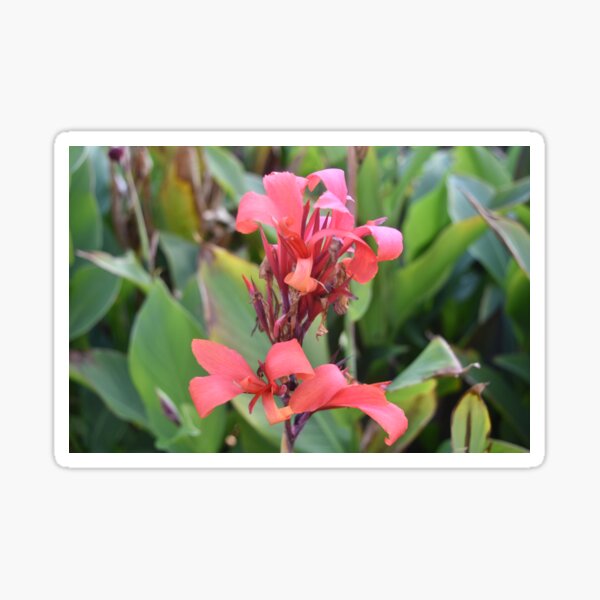 Aperçu de l'œuvre Fleur rouge créée et vendue par Reion.