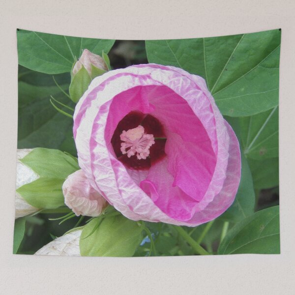 Item preview, Pretty Luna Pink Swirl Hibiscus in the Garden designed and sold by myrubiogarden.