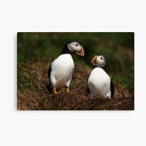 Sweet nothings Canvas Print