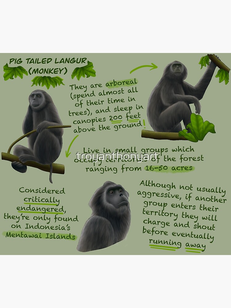 Гибрид свиньи и обезьяны. Monkey pig. Мартышка на кабане. Обезьяна на кабане. Гибрид свиньи и обезьяны.