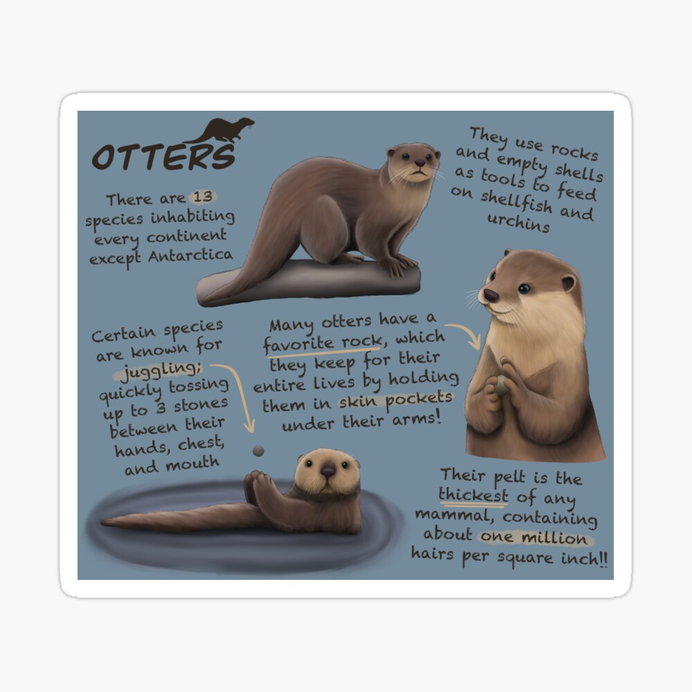 10 Fun Facts About Otters
