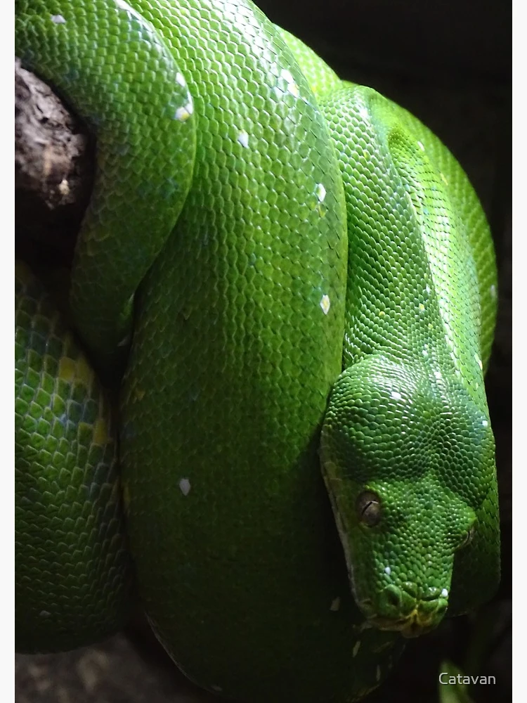 Thumbnail 3 of 3, Journal, Green Tree Python designed and sold by Catavan.