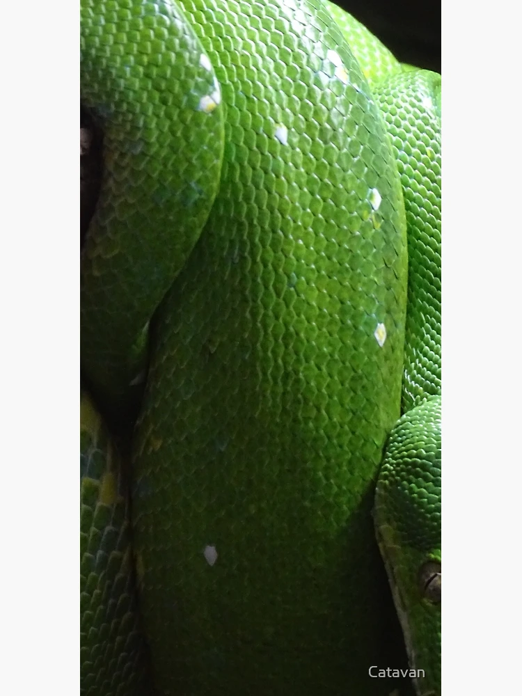 Thumbnail 3 of 3, Duffle Bag, Green Tree Python designed and sold by Catavan.