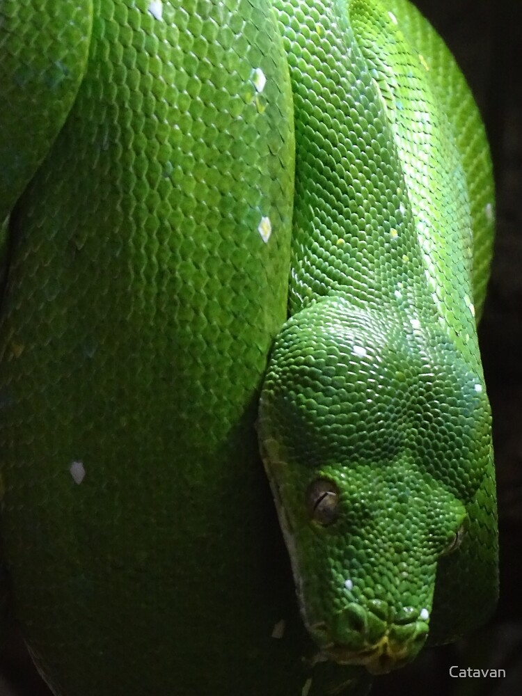 Thumbnail 4 of 4, Graphic T-Shirt, Green Tree Python designed and sold by Catavan.