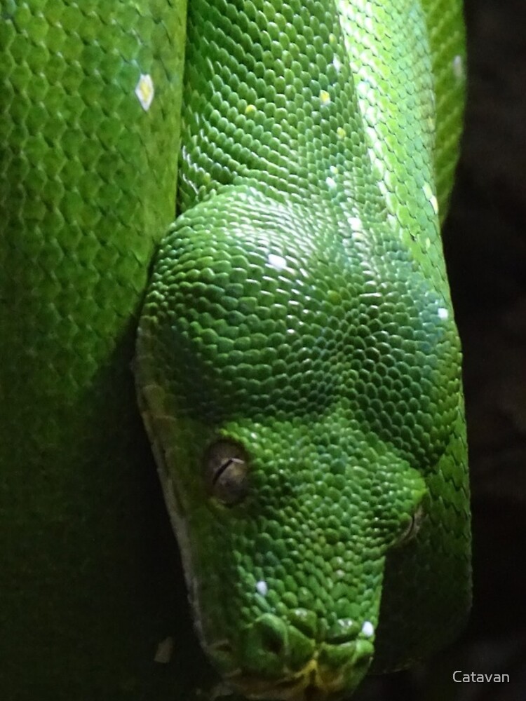 Thumbnail 4 of 4, iPhone Case, Green Tree Python designed and sold by Catavan.