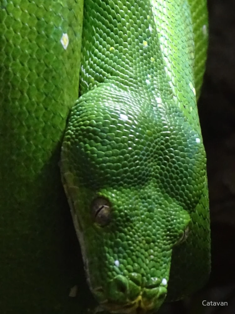 Thumbnail 4 of 4, Samsung Galaxy Phone Case, Green Tree Python designed and sold by Catavan.