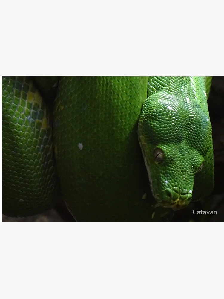 Thumbnail 2 of 2, Laptop Sleeve, Green Tree Python designed and sold by Catavan.