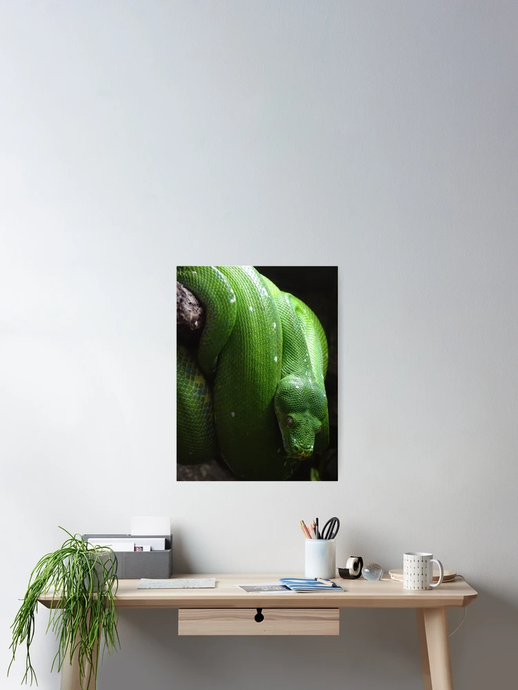 Thumbnail 2 of 3, Poster, Green Tree Python designed and sold by Catavan.