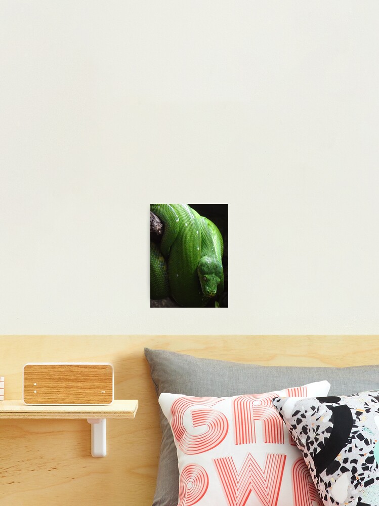Thumbnail 2 of 3, Photographic Print, Green Tree Python designed and sold by Catavan.
