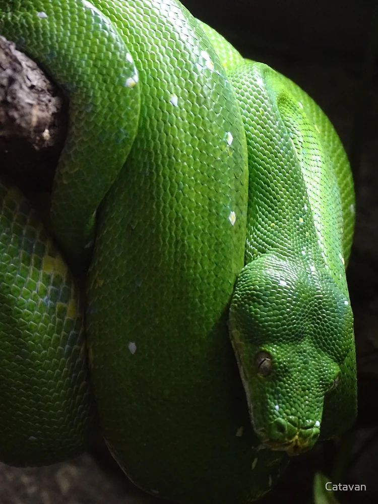 Thumbnail 3 of 3, Poster, Green Tree Python designed and sold by Catavan.