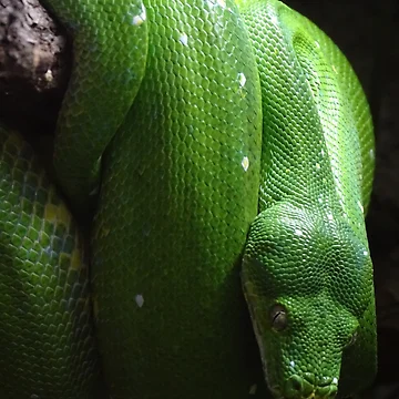 Artwork thumbnail, Green Tree Python by Catavan
