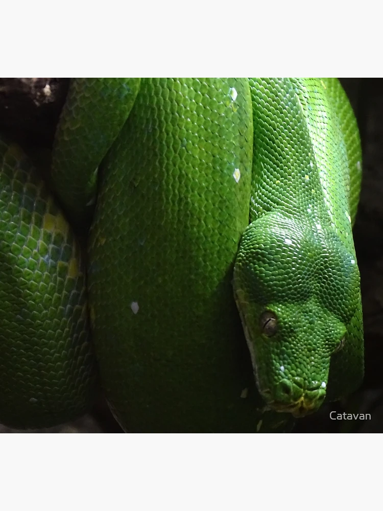 Thumbnail 5 of 5, Socks, Green Tree Python designed and sold by Catavan.