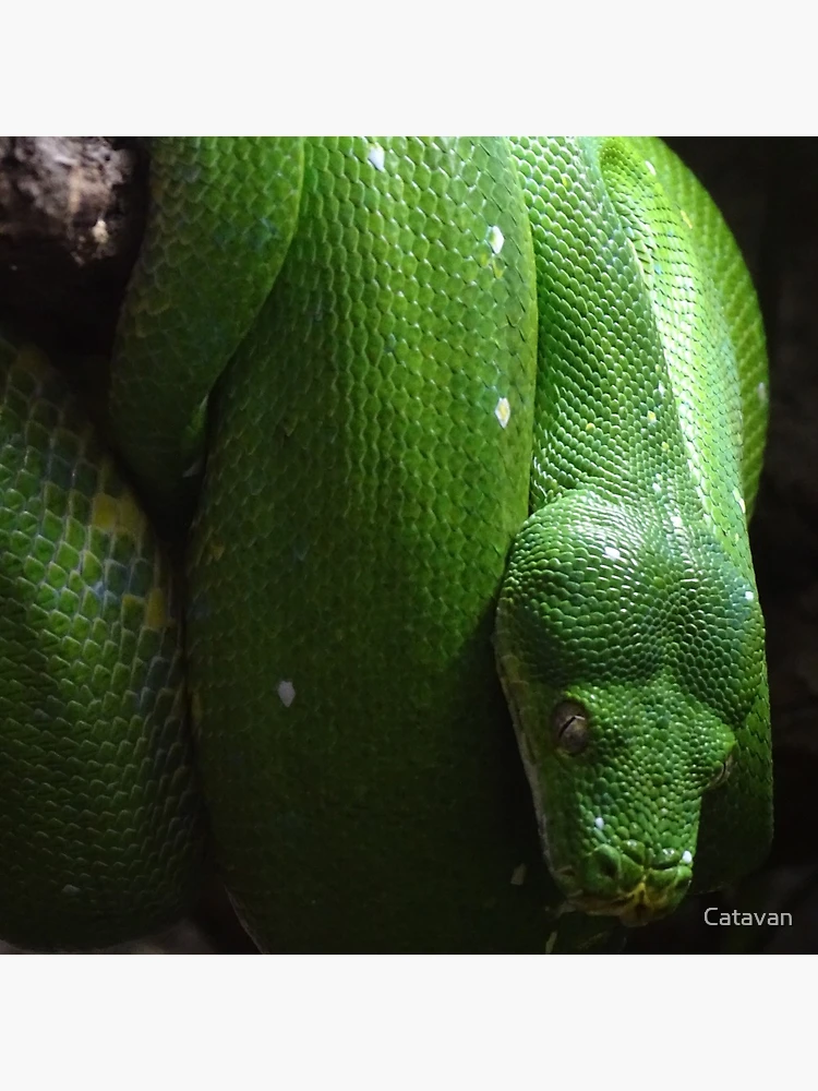 Thumbnail 5 of 5, Coasters (Set of 4), Green Tree Python designed and sold by Catavan.