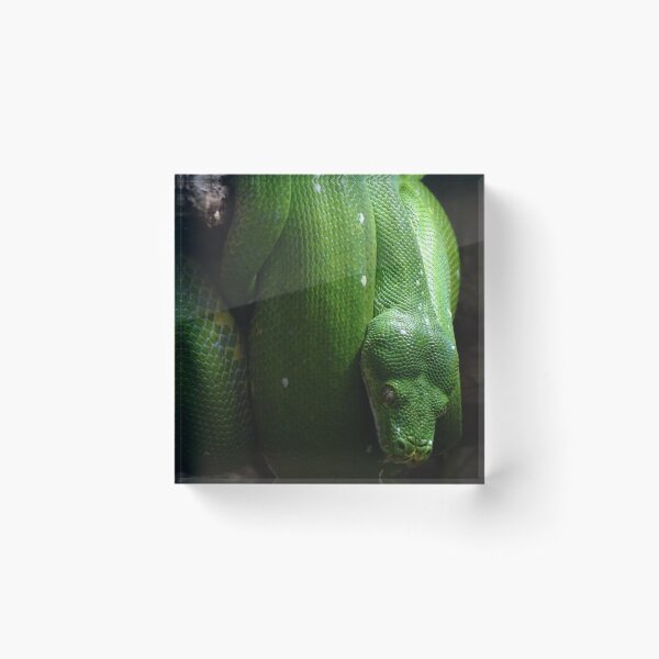 Item preview, Green Tree Python designed and sold by Catavan.