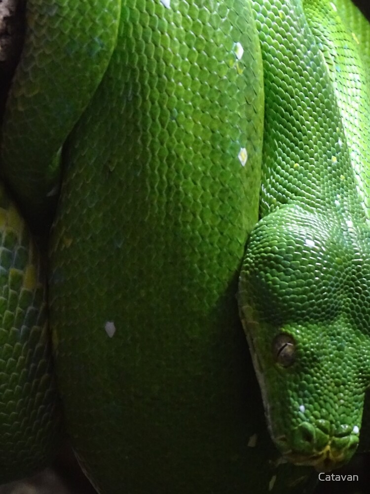 Thumbnail 5 of 5, A-Line Dress, Green Tree Python designed and sold by Catavan.