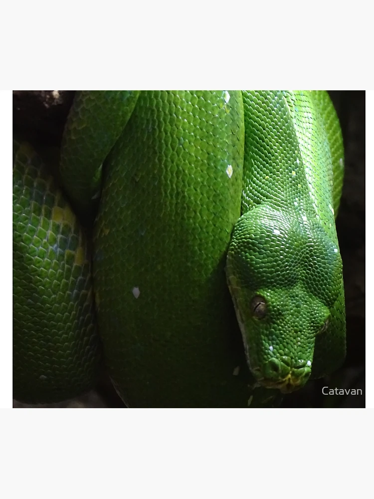 Thumbnail 6 of 6, Throw Blanket, Green Tree Python designed and sold by Catavan.