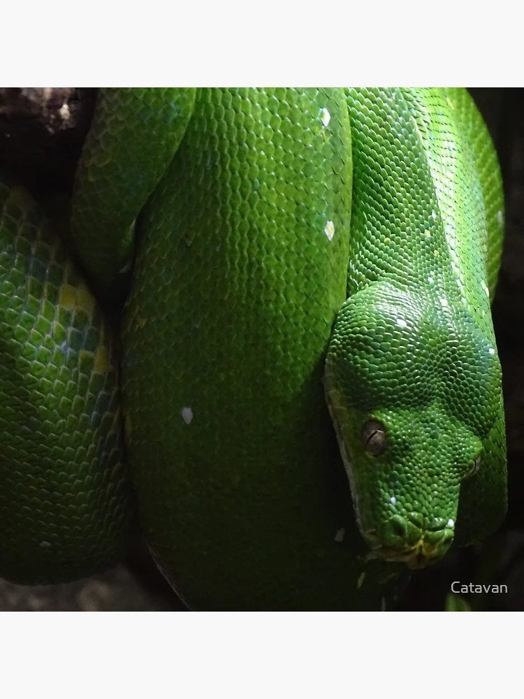 Thumbnail 4 of 4, Pillow, Green Tree Python designed and sold by Catavan.