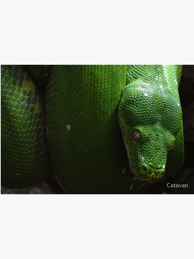 Thumbnail 6 of 6, Bath Mat, Green Tree Python designed and sold by Catavan.