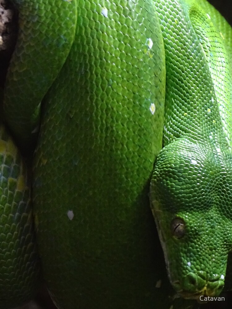 Thumbnail 3 of 3, Scarf, Green Tree Python designed and sold by Catavan.
