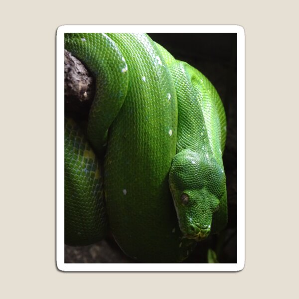 Item preview, Green Tree Python designed and sold by Catavan.