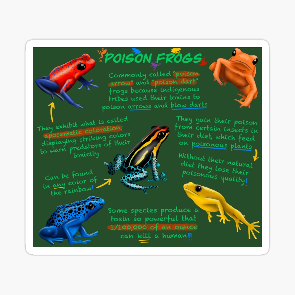 Poison Dart Frogs Fun Facts | Poster