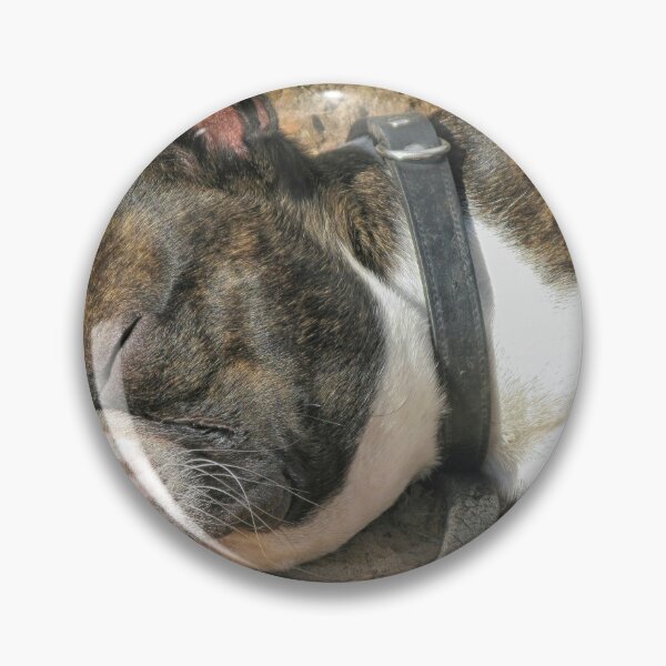 Item preview, Boston Terrier sleeping designed and sold by Photopat.