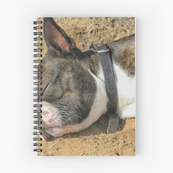 Item preview, Boston Terrier sleeping designed and sold by Photopat.