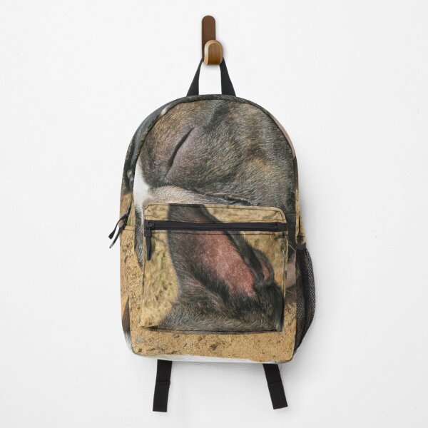 Item preview, Boston Terrier sleeping designed and sold by Photopat.